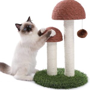 Cat Scratching Mushroom